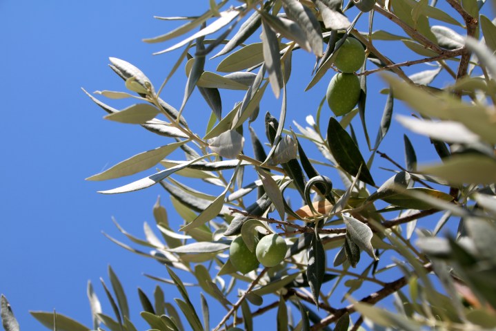 La cazare - Petra Natura (35)